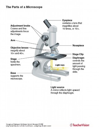 parts of a microscope labeled