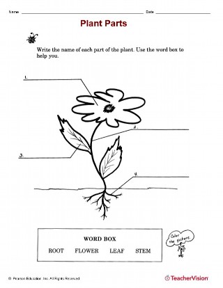 plant parts printable 1st 2nd grade teachervision