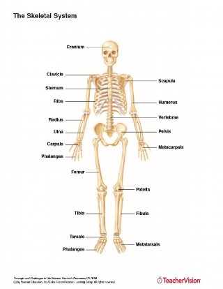 The Skeletal System Printable 6th 12th Grade Teachervision