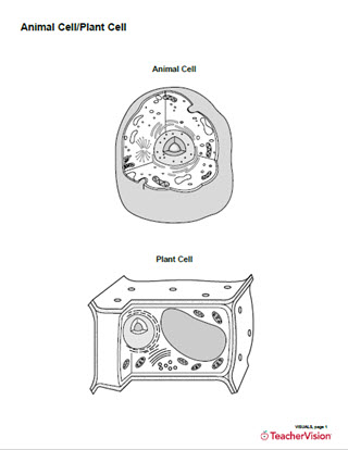 Animal Cell/Plant Cell Structure Diagram Printable (Blank) - TeacherVision