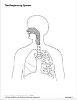 blank ipicture of basic anatomy of breathing