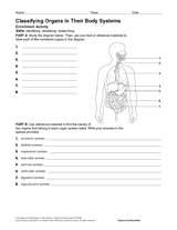 Activity: Classifying Organs in Their Body Systems - Science Printable ...