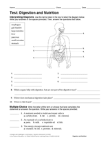 Test: Digestion & Nutrition in the Human Body (Printable, Grades 6-12