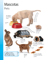Pets (Mascotas) - TeacherVision