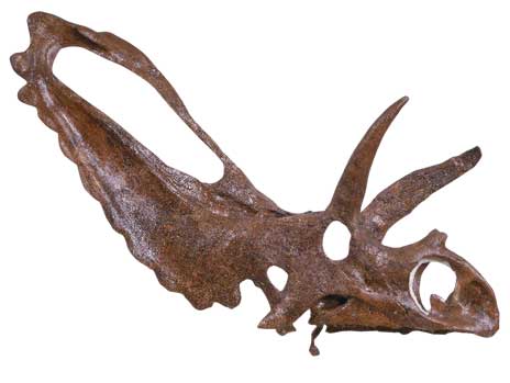 pentaceratops skull