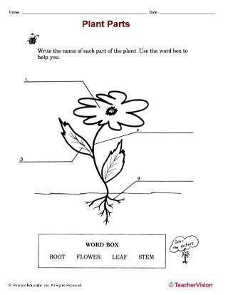 plant themed lessons printables resources for teachers teachervision