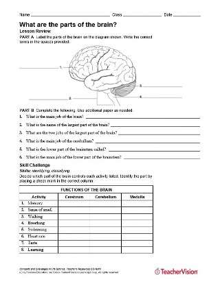 What Are The Parts Of The Brain Human Body Printable 6th 12th Grade Teachervision