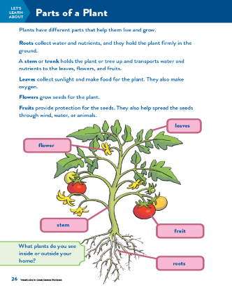 tinkeractive science activity lesson parts of a plant grade 1 teachervision