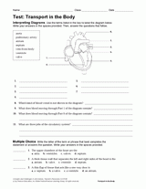 test transport in the human body science printable grades 6 12 teachervision