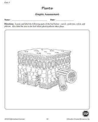 Parts of a Plant Leaf Labeling Assessment Worksheet For 6th Grade Science