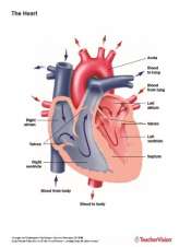 Anatomy Of The Human Heart Printable 6th 12th Grade