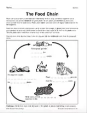 Food Chain Diagram Printable 3rd 5th Grade Teachervision