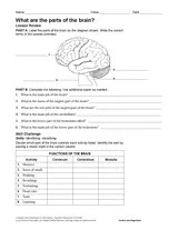 Brain and Nervous System Lesson Plans - TeacherVision